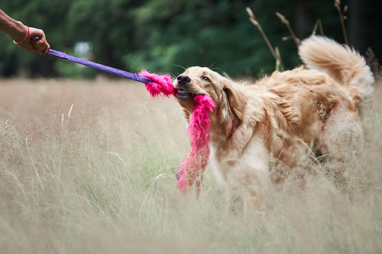 Authentic Dog - Onlineshop für Hundespielzeug