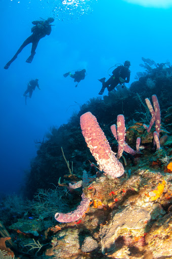 Island Scuba - Thumbnail