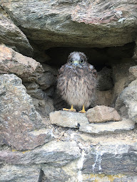 Photo n°31 de Gîte la Pescherie à Château-Guibert (Gîte)