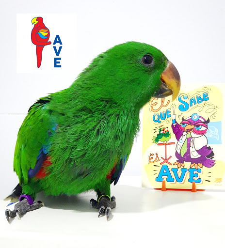 AVE Atención Veterinaria Especializada