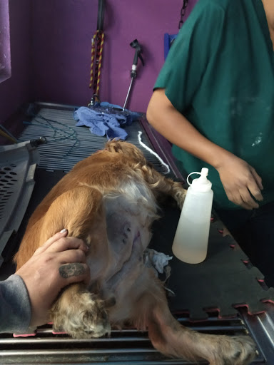 Clínica Veterinaria Kan