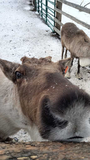 Colorado Reindeer Ranch - Thumbnail
