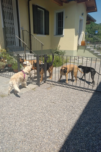 Pet's Amore - Visual