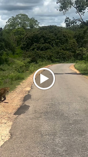 Bandipur Tiger reserve forest Jeep safari