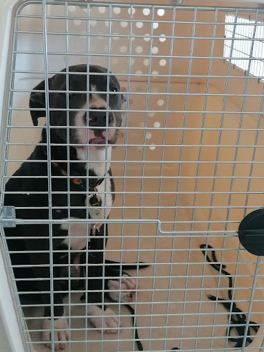Veterinaria "cerda"