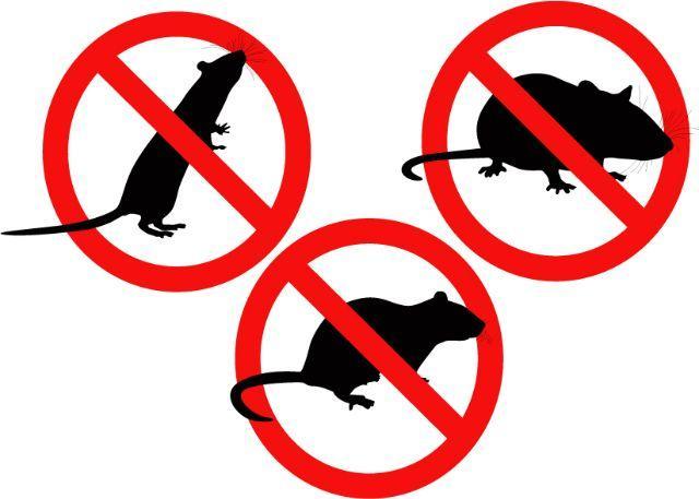 Frelons Du Lauragais - Lardenne