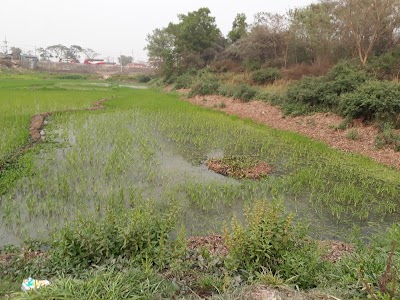 Photos of Jamuna Natural Park