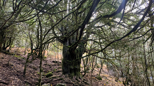 Bosque de Tejedelo - Visual