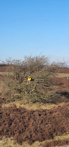 Minnie's Tree - Thumbnail