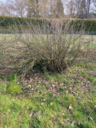 Photo n°17 de SCP JARDINS à Ciry-Salsogne (Paysagiste)