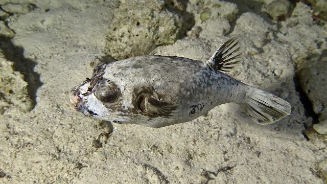 sataya reef (dolphin house)