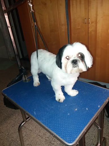 Toilettage Luxury Dog - Thumbnail