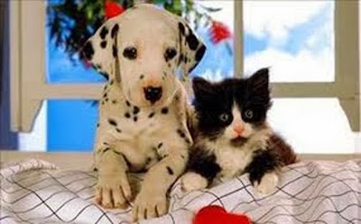 pet-store