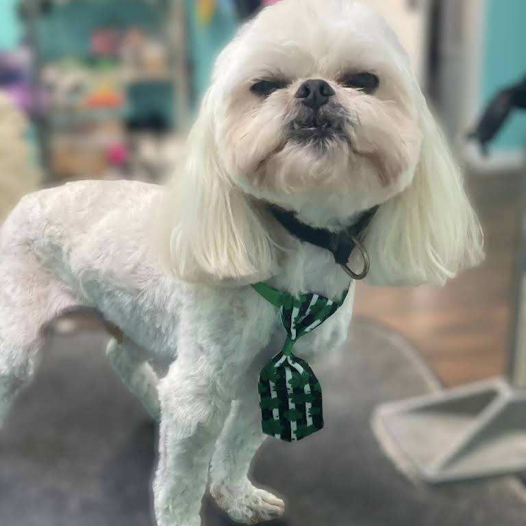 Ruff2Glam Grooming Salon & Boutique - Pet Grooming Salon in League City