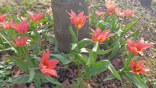 Arboretum du bois de l'étoile - Thumbnail