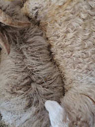 Photo n°16 de La Chèvre à 1000 feuilles à Blieux (Ferme d'élevage)