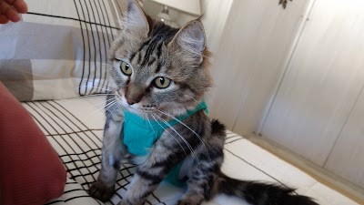 Photos of Veterinary Clinic Cats & Cats
