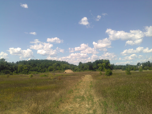 Tamarack Bog - Thumbnail