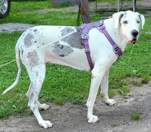 Puppy Parlor Gallery - United States