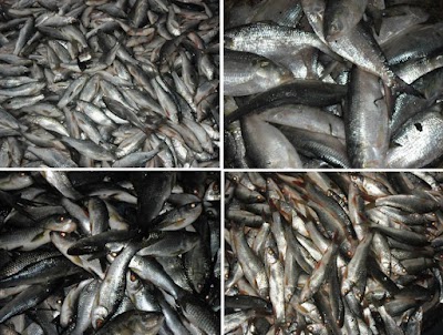 Photos of Showari Ghat Fish Merchant