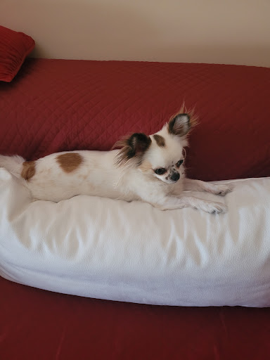 Ambulatorio Veterinario Bartolone - Thumbnail