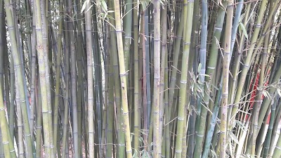 Photos of Songyang Academy
