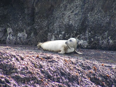 Photos of Skellig Tours