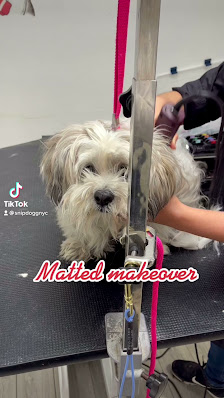 Foto de Snip Dogg Doggy Spa Del propietario