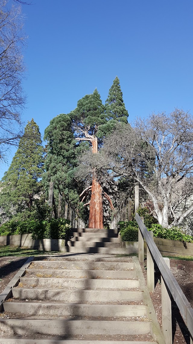 The Wanaka Tree