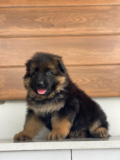 LONG Hair German shepherd Male puppy available in Lucknow for more details please call or whatsap… post image