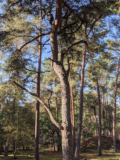 Bornia - Visual