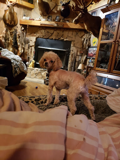 Family Pet Animal Hospital - Thumbnail