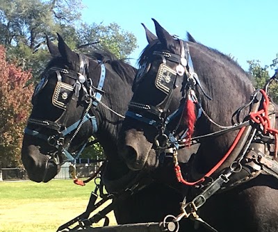 Kansas City Carriages