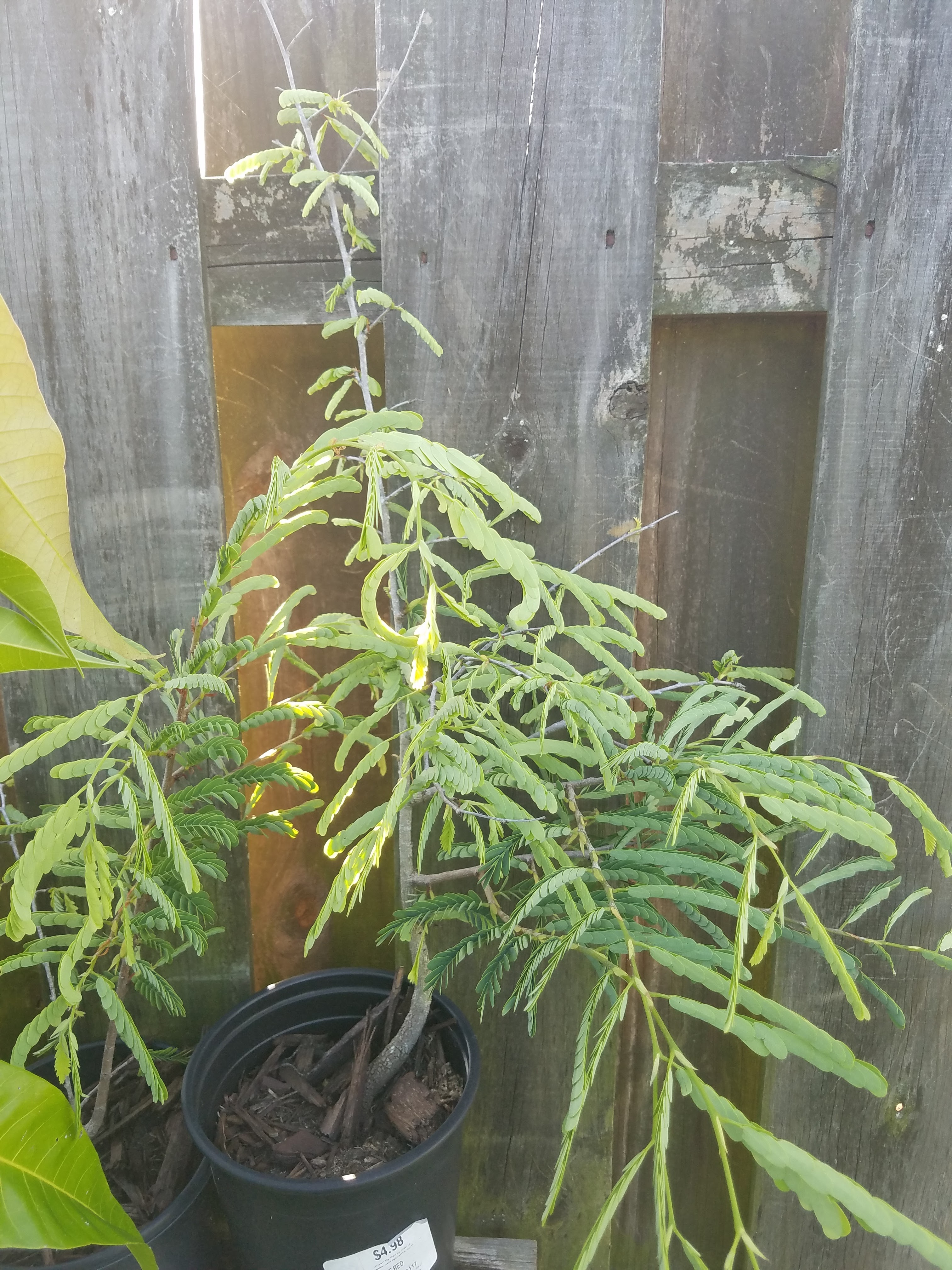 Yard Mon Nursery