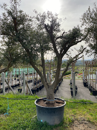 Photo de Pépinière santonine à Vienne (38200)