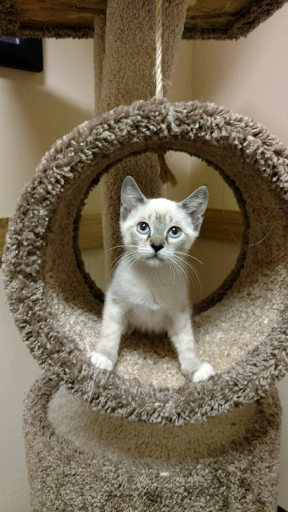 All Cypress Veterinary Hospital - Thumbnail