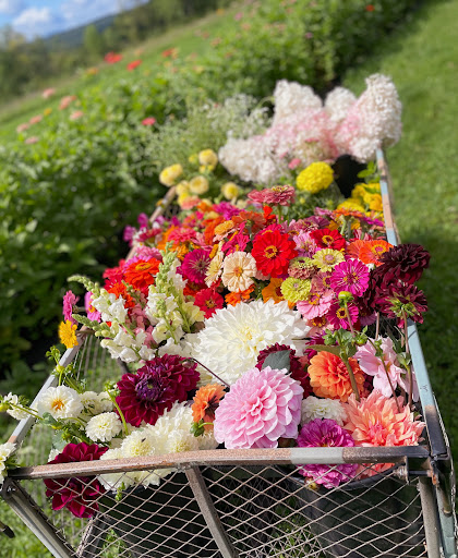 Sweet Dahlia Farm & Florals - Thumbnail