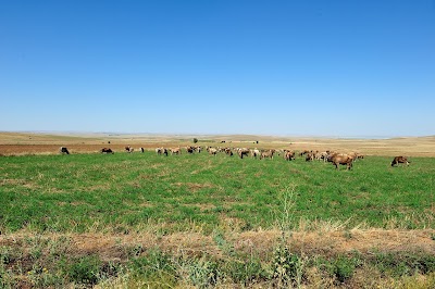 Photos of Seyfe G&ouml;l&uuml; Tabiatı Koruma Alanı