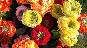Photo n°24 de Demoras Fleuriste à Roanne (Service de plantes d'intérieur)