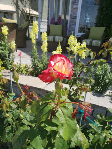 Myrtle Park - Thumbnail