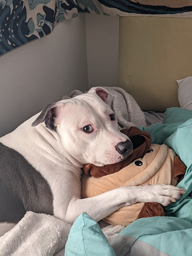 Southland Animal Hospital - Thumbnail