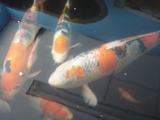 Kaleidoscope Aquatic Centre - Thumbnail