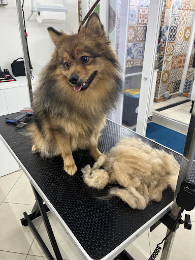 Toelettatura Oh My Dog - Thumbnail