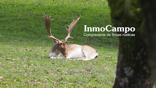 InmoCampo