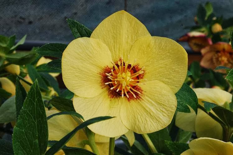 Northwest Garden Nursery