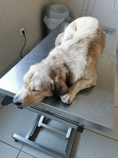 Veterinary Clinic of the Scheldt - Thumbnail