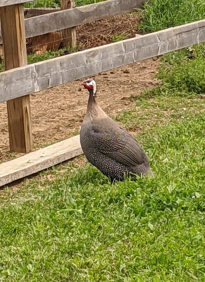 Heritage Farm Petting Zoo Center