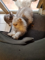 Photo n°1 de Elevage de Gievazza : Persan - Maine Coon - Spitz Nain - Pension à Ventiseri (Service de garde d'animaux)