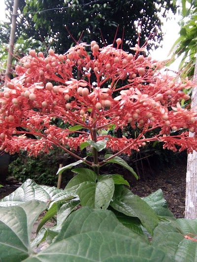 Photos of kebun retno