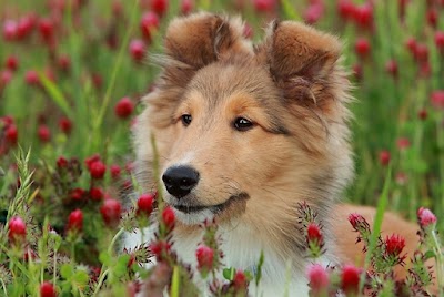 Photos of Northwoods Animal Hospital of Cary